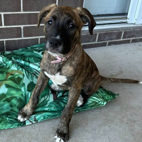 Mocha - Bull Arab x Boxer Dog