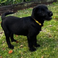 Photo of Oak