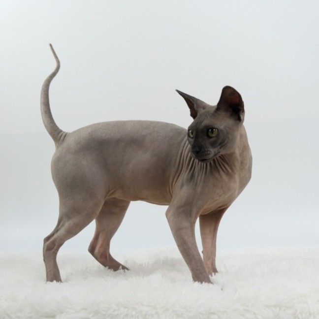 Photo of Mr Bobinsky