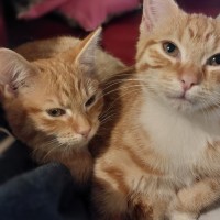 Photo of Maple Syrup