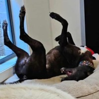 Photo of Basil The Greyhound