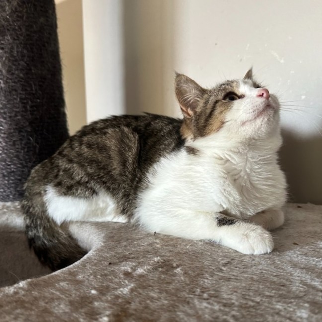 Photo of Gherkin **2nd Chance Cat Rescue**