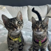 Photo of 🩷Mirabelle And Pinto💛