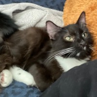 Photo of Gilmore **2nd Chance Cat Rescue**