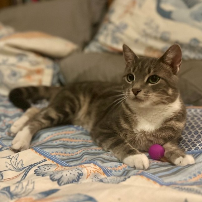 Photo of Della **2nd Chance Cat Rescue**