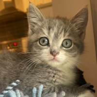 Photo of C1612 Pip