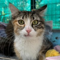 Photo of Abigail **2nd Chance Cat Rescue**