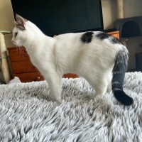 Photo of Chai Latte *9 Lives Project Rescue*