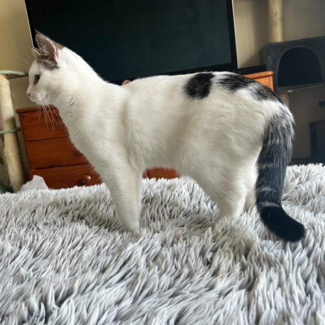 Photo of Chai Latte *9 Lives Project Rescue*