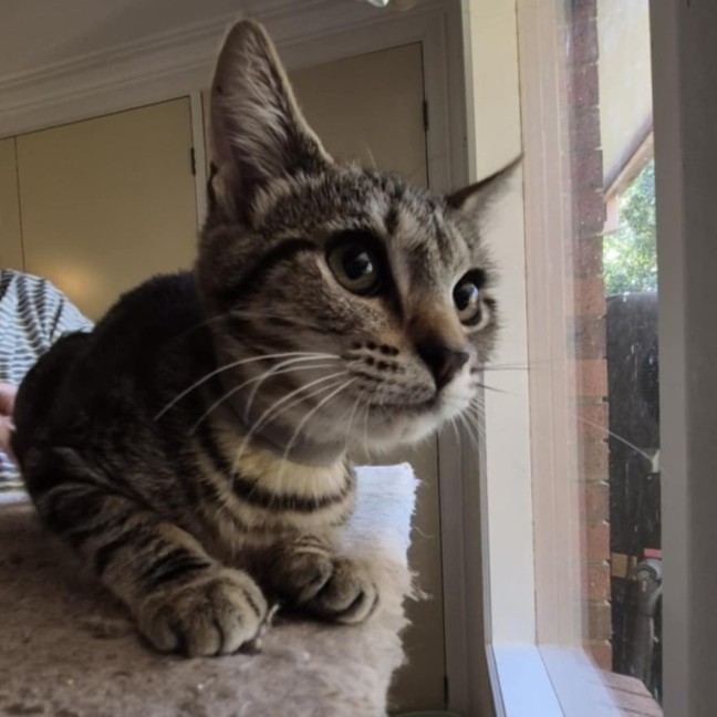 Photo of Chimon **2nd Chance Cat Rescue**
