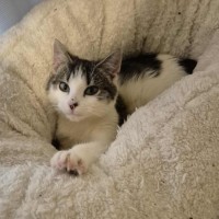 Photo of Rafael Nadal **2nd Chance Cat Rescue**