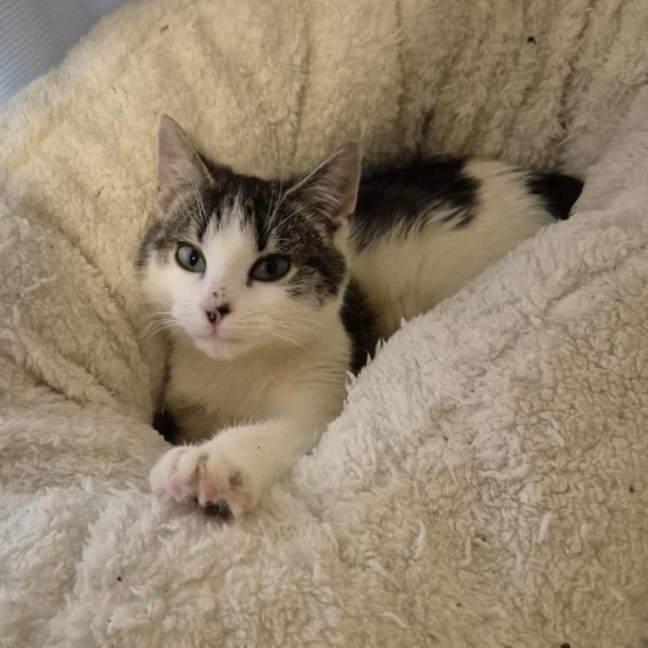 Photo of Rafael Nadal **2nd Chance Cat Rescue**