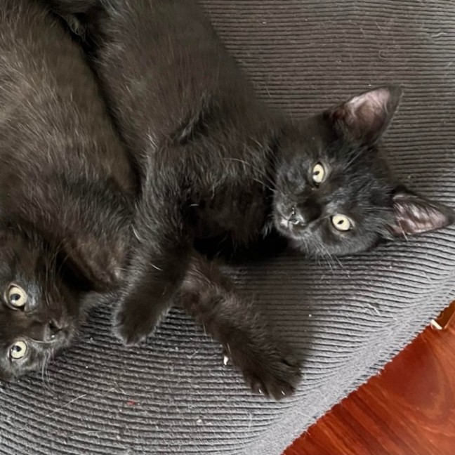 Photo of 🐈 Percy 🐈