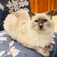 Photo of Mojo