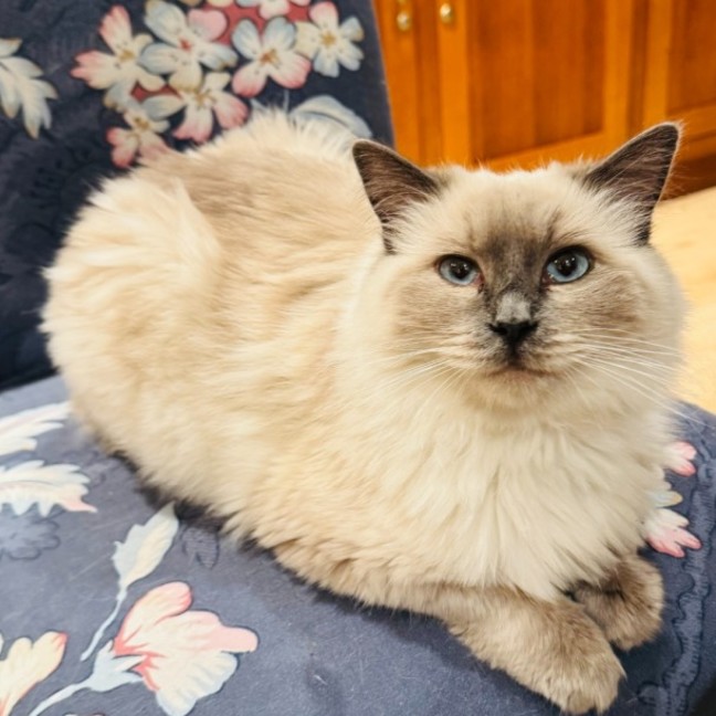 Photo of Mojo