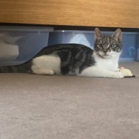 Photo of Zeus **2nd Chance Cat Rescue**