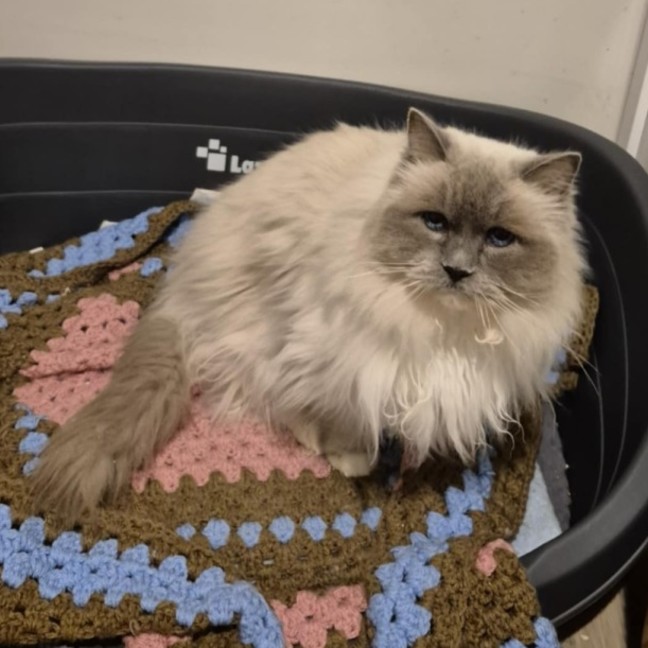 Photo of Lilli ** 2nd Chance Cat Rescue**