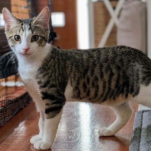 Jonty 💙 - Domestic Short Hair (DSH) Cat