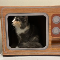 Photo of Chipmunk & Short Socks