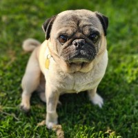 Photo of Pugsley