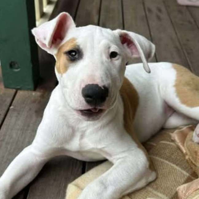 Photo of Bowie Girl