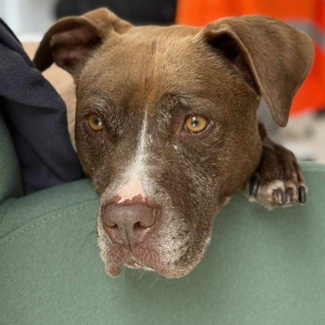 Photo of 🥓 Eazy 6370 🥓