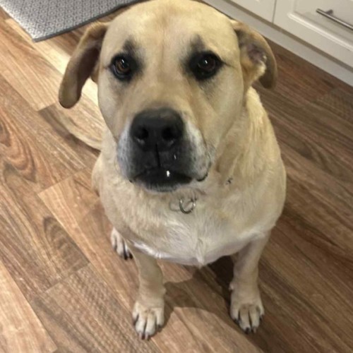 Teddy  - Labrador Retriever Dog