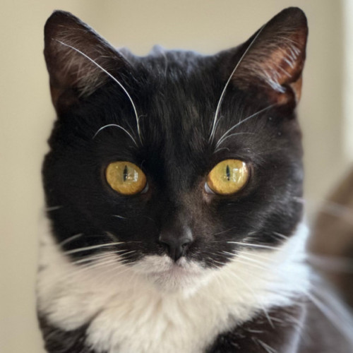 Peppa Rose - Domestic Short Hair (DSH) Cat