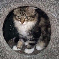 Photo of Ren **2nd Chance Cat Rescue **