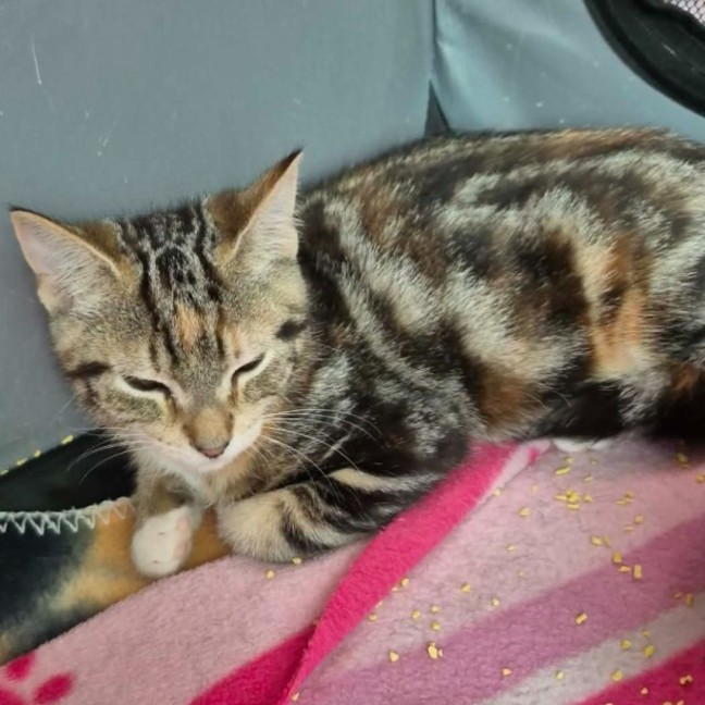 Photo of Whitney ** 2nd Chance Cat Rescue **