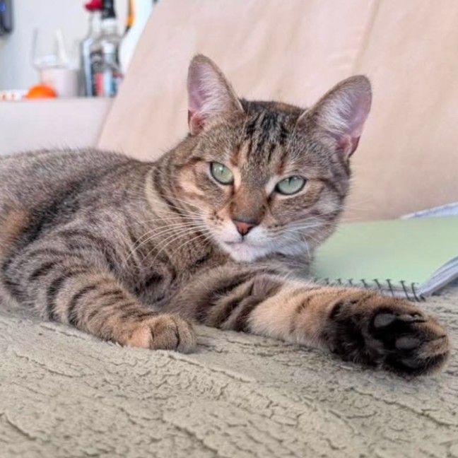 Photo of Amber