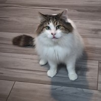 Photo of Aldo ** Needs A New Beginning **