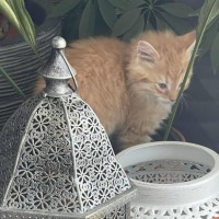 Photo of Seb ** 2nd Chance Cat Rescue**