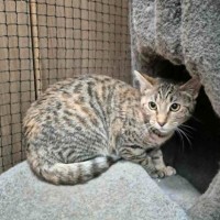 Photo of Henritta ** 2nd Chance Cat Rescue**