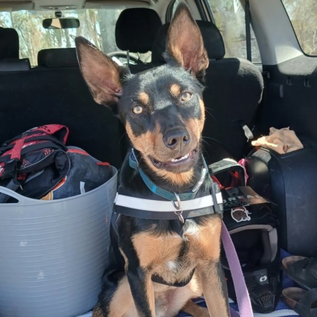Photo of Zazu