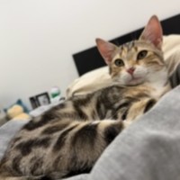 Photo of Peanut *9 Lives Project Rescue*