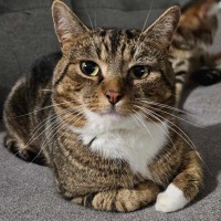 Photo of Theodore ** 2nd Chance Cat Rescue**
