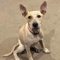 Photo of Phoebe
