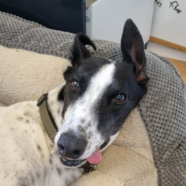 Photo of Maxie, The Greyhound