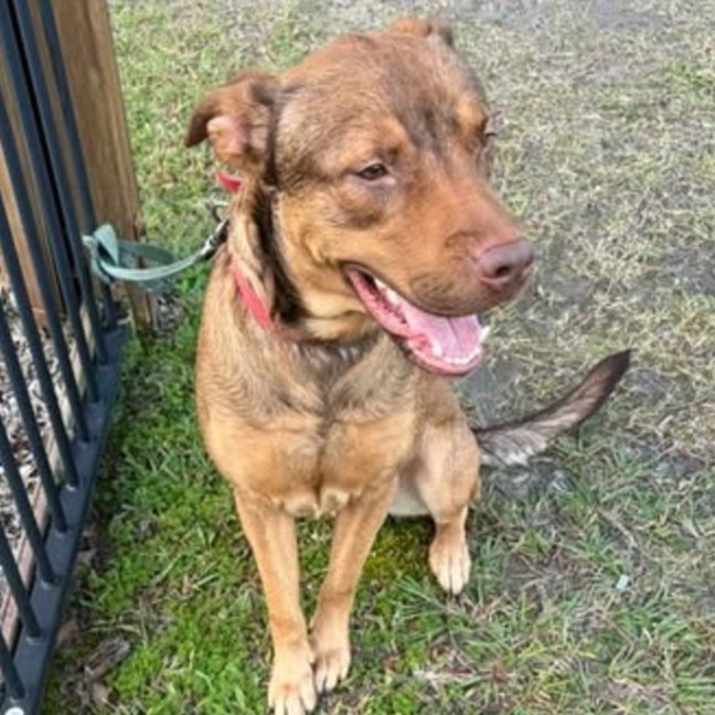 Photo of Bandit