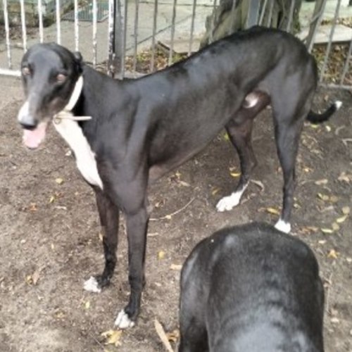 Macca - Greyhound Dog
