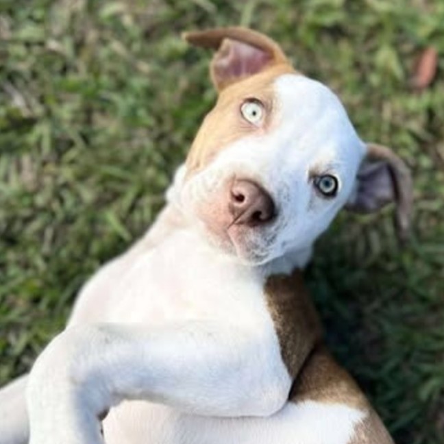 Photo of Freckles