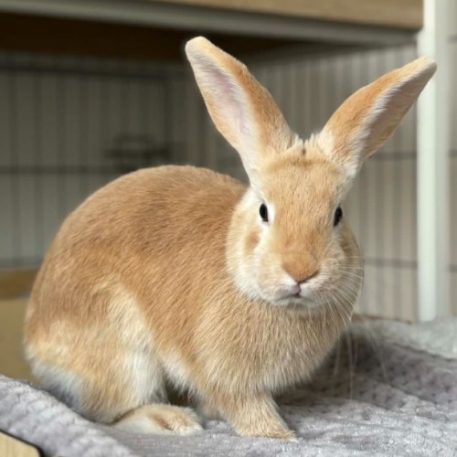 Jinny - Satin Rabbit