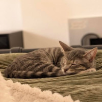Photo of Helvetica