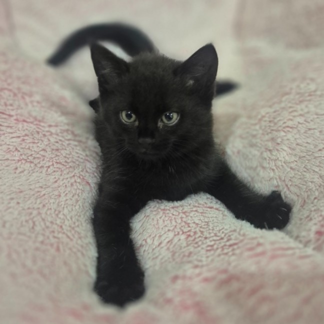 Photo of Pantha