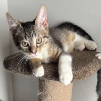 Photo of Peanut