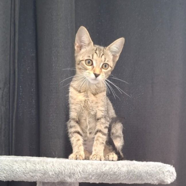 Photo of Olive