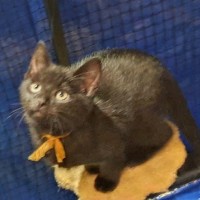 Photo of Bartlett ** 2nd Chance Rescue **