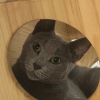 Photo of Samson 💫🐱👑