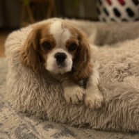 Photo of Bella